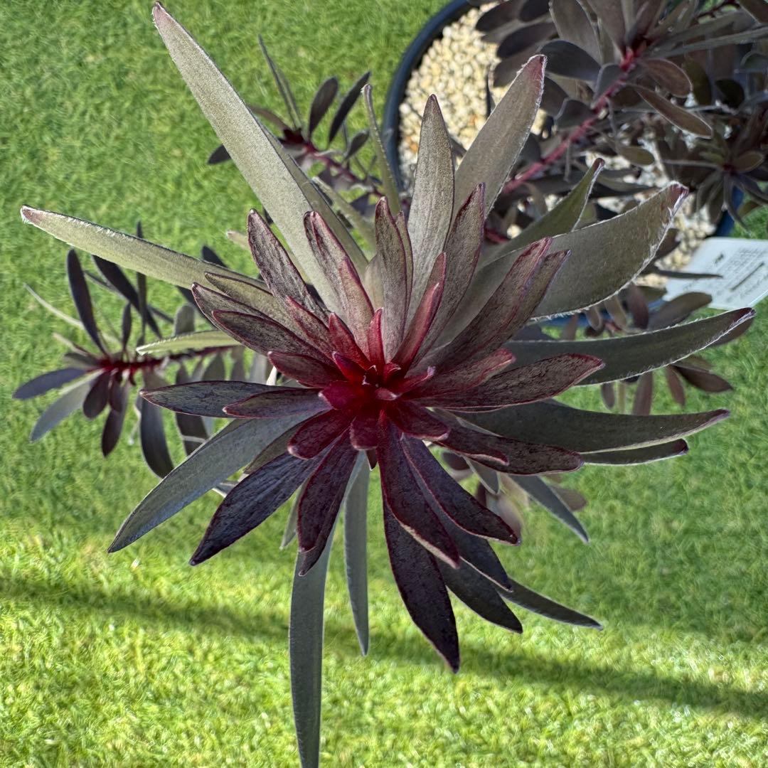 リューカデンドロン デュリフ Leucadendron Durif 8号　大株