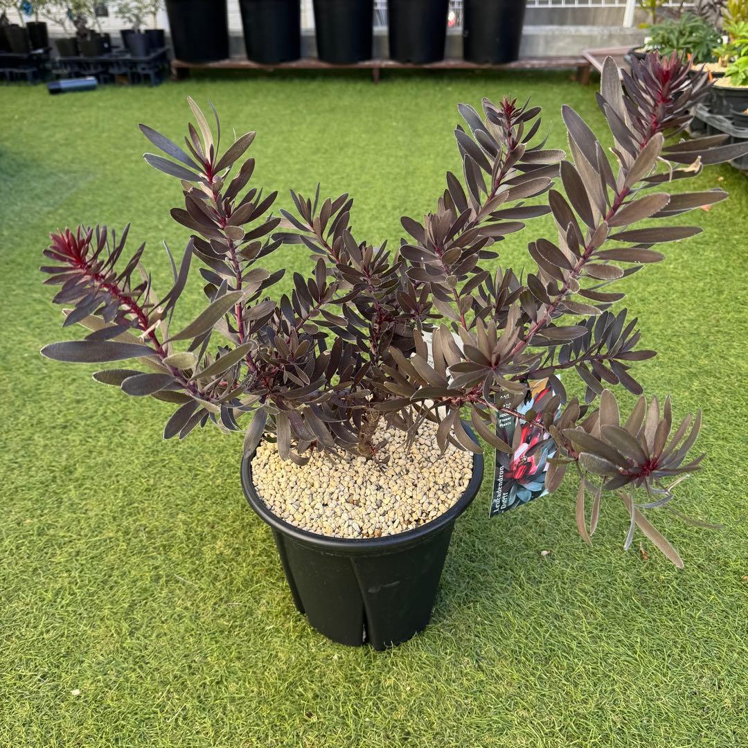 リューカデンドロン デュリフ Leucadendron Durif 8号　大株