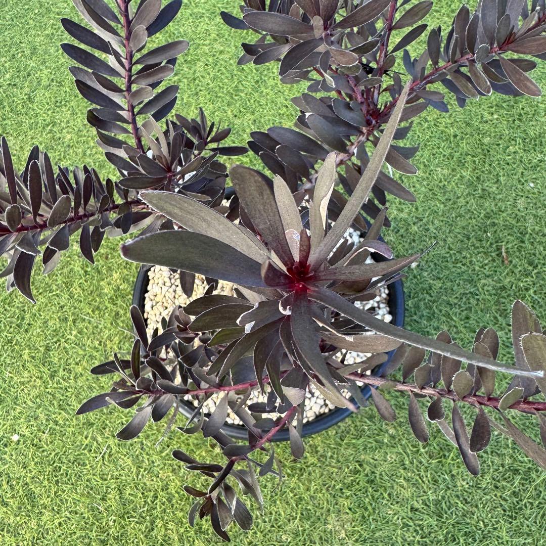 リューカデンドロン デュリフ Leucadendron Durif 8号　大株