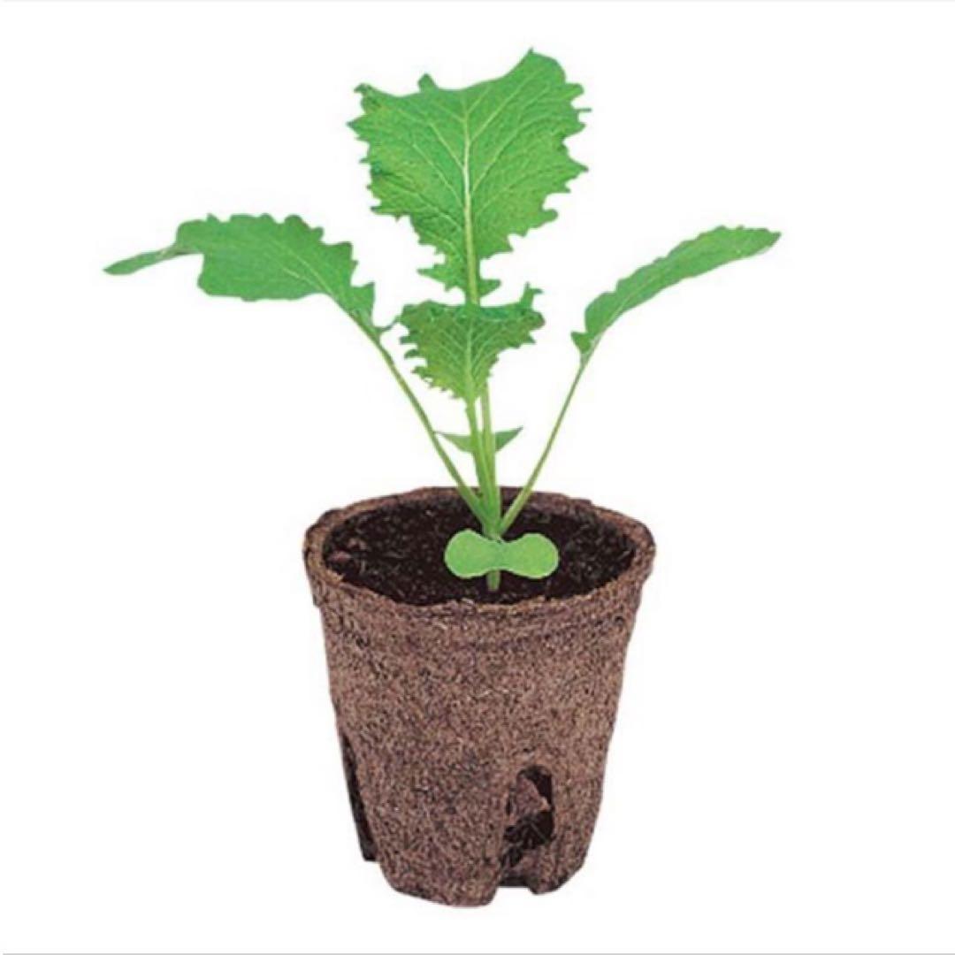 ジフィーポット 丸型5.5cm 約3400個入り スリット入り　そのまま植えれる