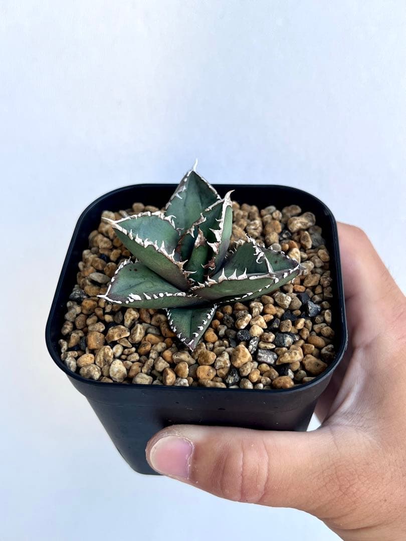 Utaka様 専用 アガベ チタノタ 狼人 - メルカリ