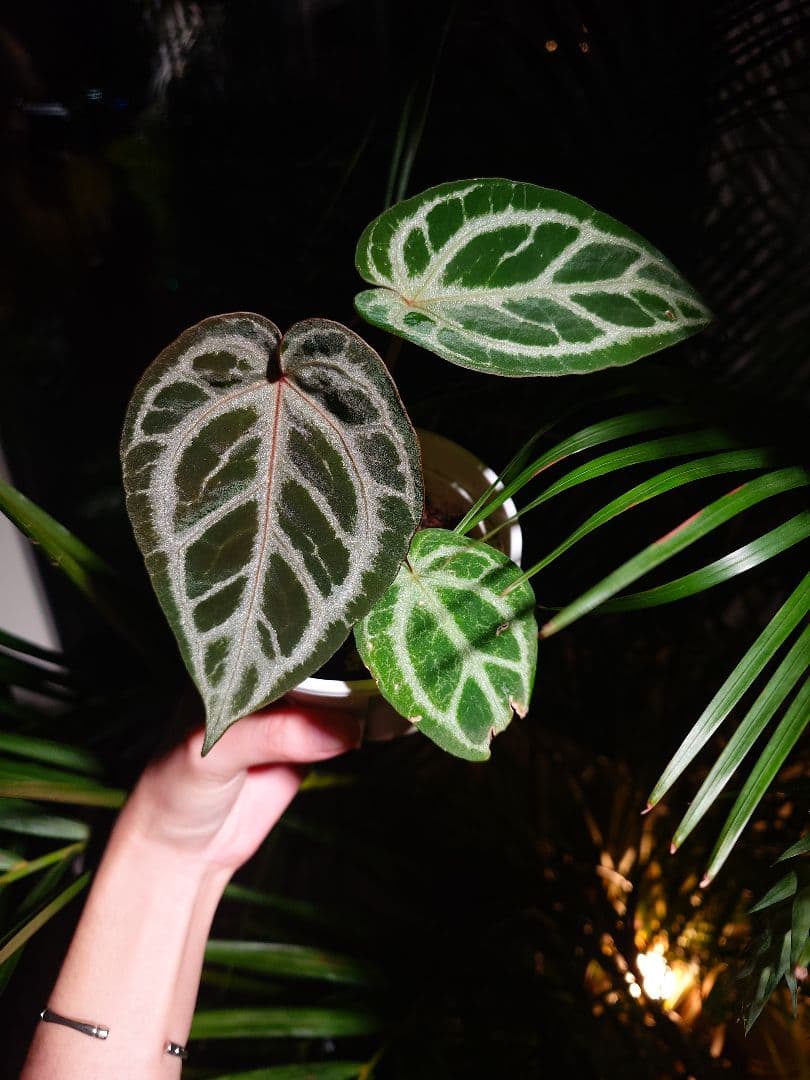 その他観葉植物 Anthurium 'SKG Silver'x Red Crystallinum