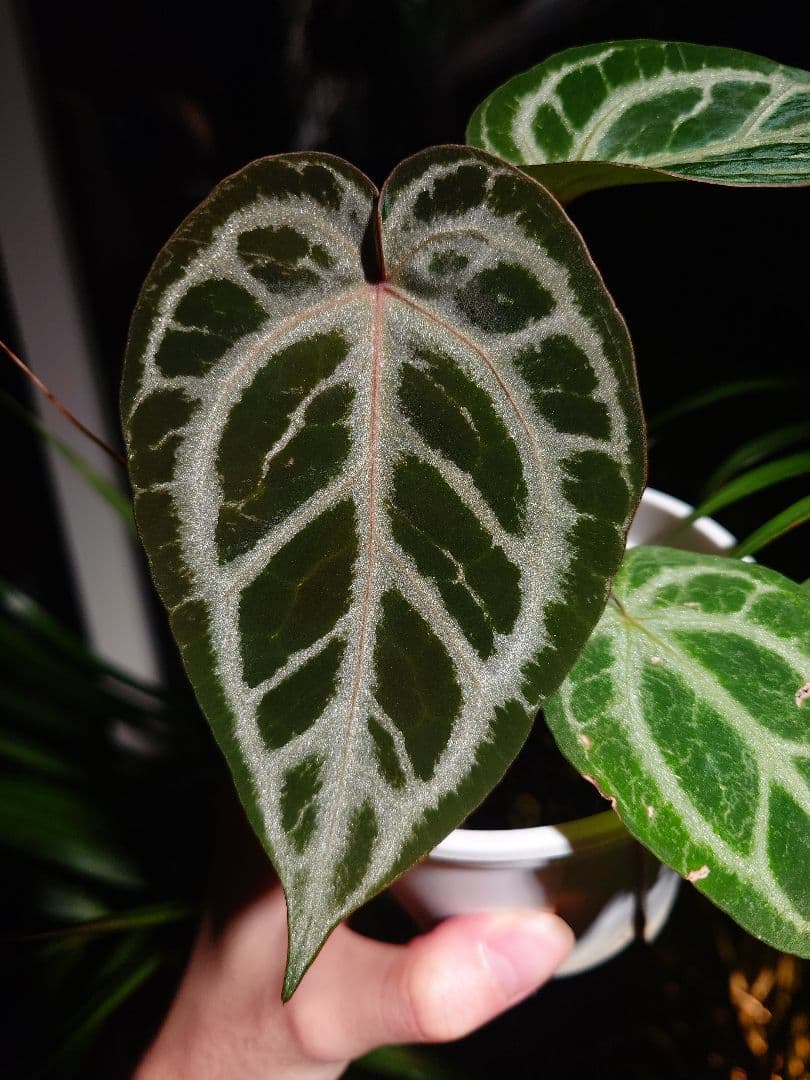 その他観葉植物 Anthurium 'SKG Silver'x Red Crystallinum