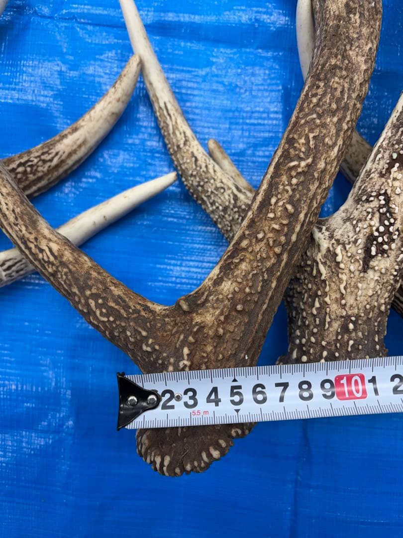 エゾシカの角 8本+1本 約70cm