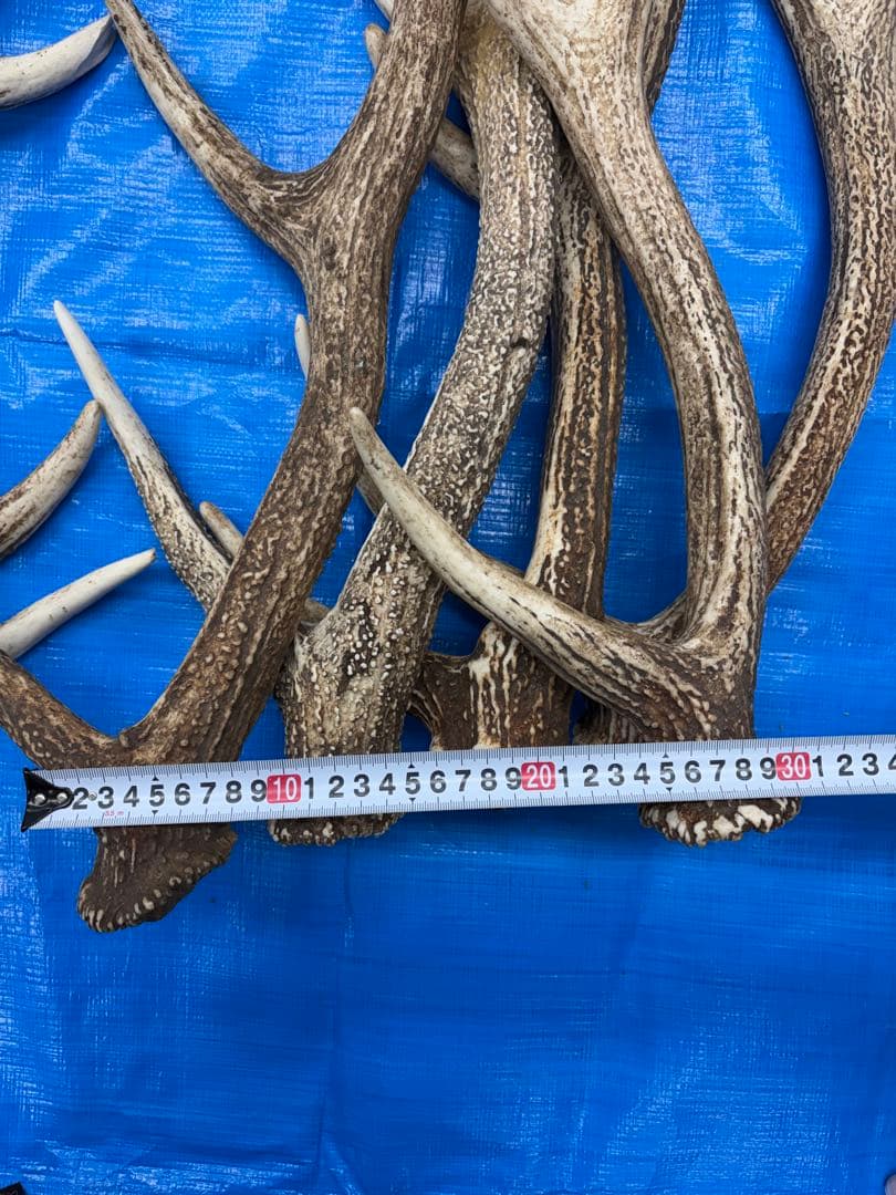 エゾシカの角 8本+1本 約70cm