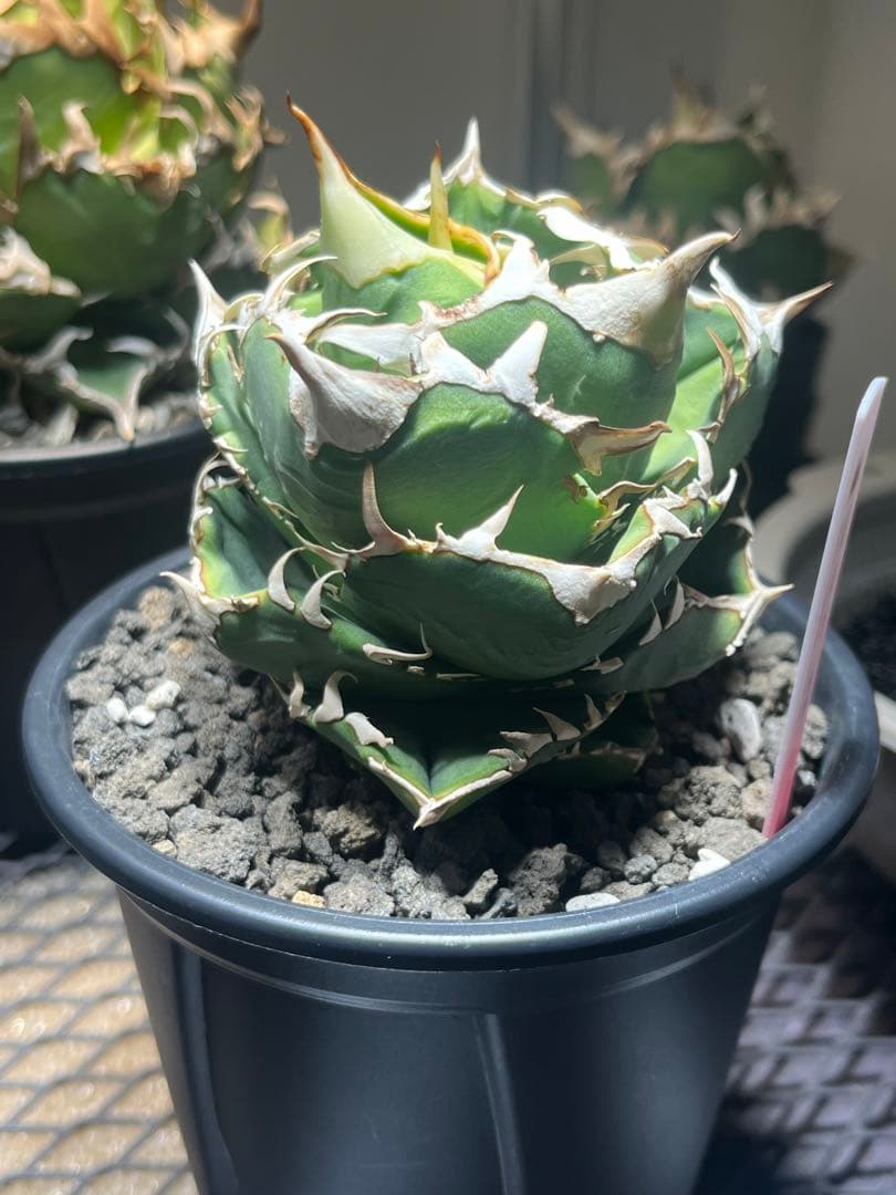 アガベチタノタ　COK c.g01 追星