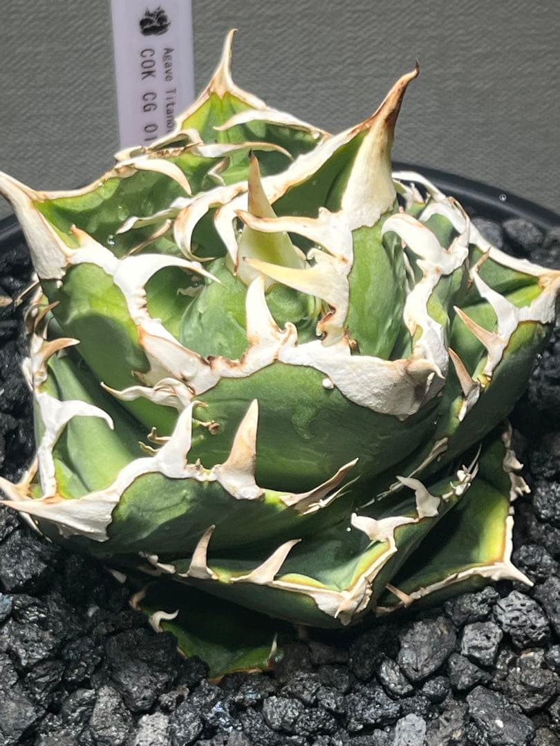 アガベチタノタ　COK c.g01 追星