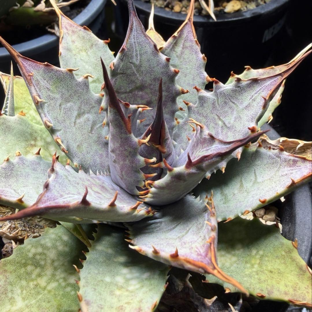 【希少 ハイブリッド 連刺】 血雨雷神 × ネバデンシス マンガベ × アガベ