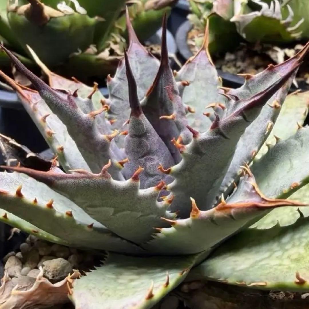 【希少 ハイブリッド 連刺】 血雨雷神 × ネバデンシス マンガベ × アガベ