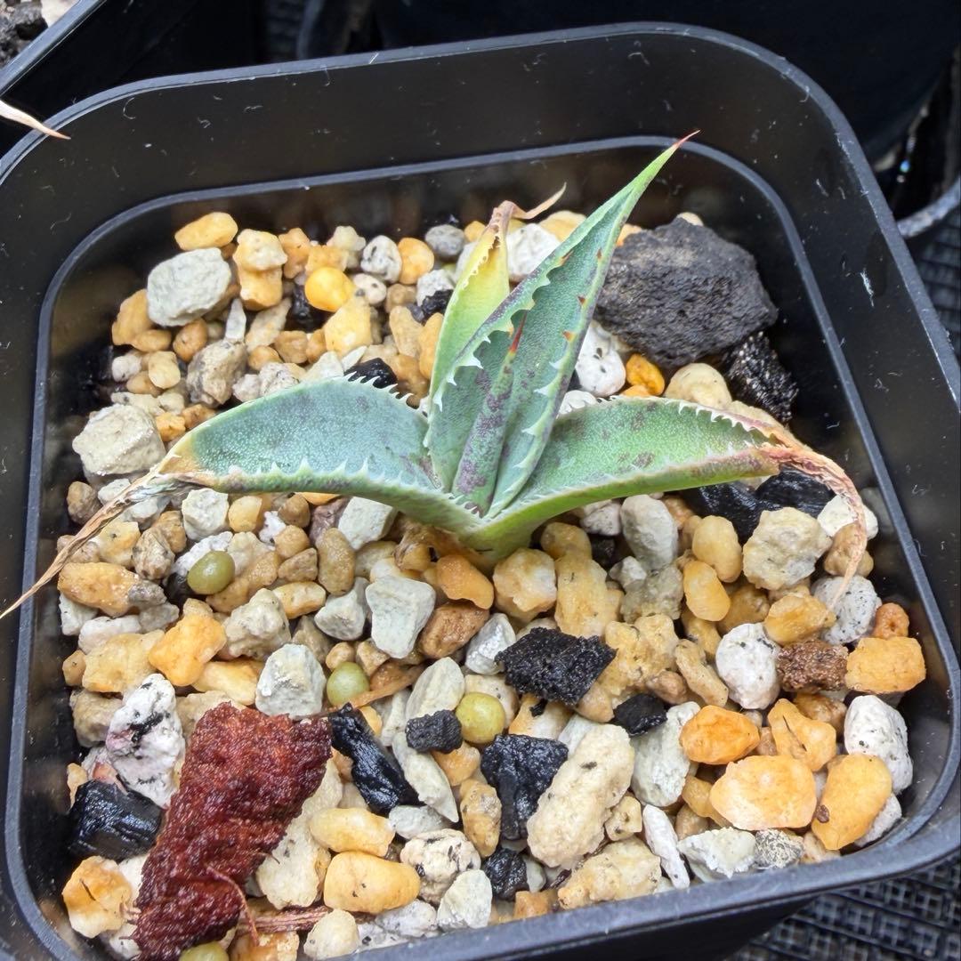 【希少 ハイブリッド 連刺】 血雨雷神 × ネバデンシス マンガベ × アガベ