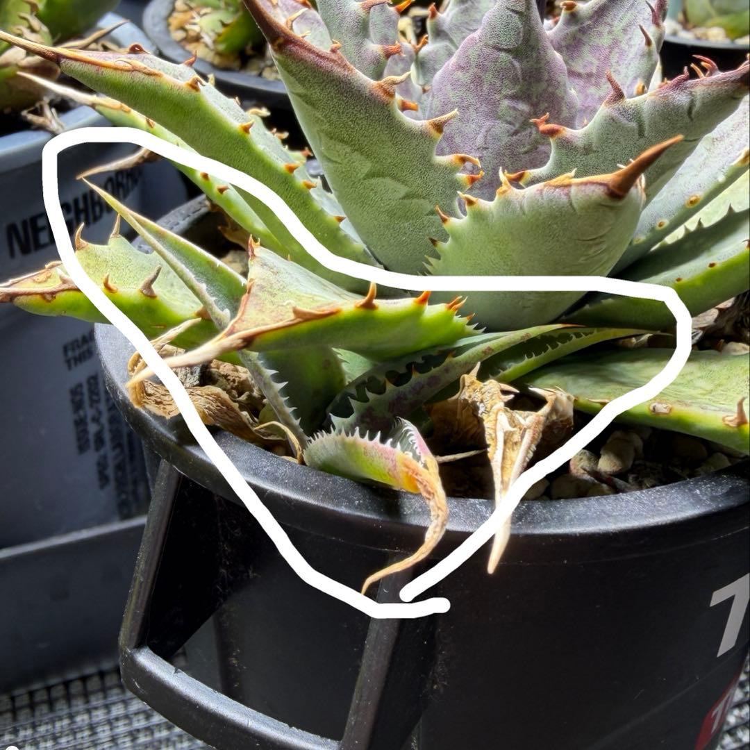 【希少 ハイブリッド 連刺】 血雨雷神 × ネバデンシス マンガベ × アガベ