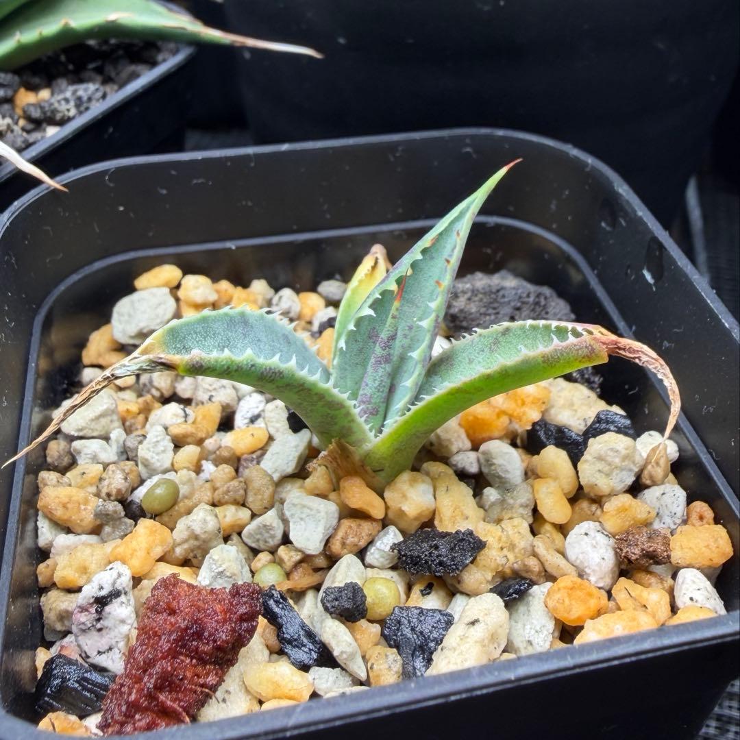 【希少 ハイブリッド 連刺】 血雨雷神 × ネバデンシス マンガベ × アガベ