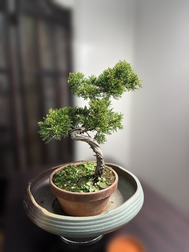 自分で作る盆栽キット】糸魚川真柏 迫力のねじれ幹 ジン・シャリ作成