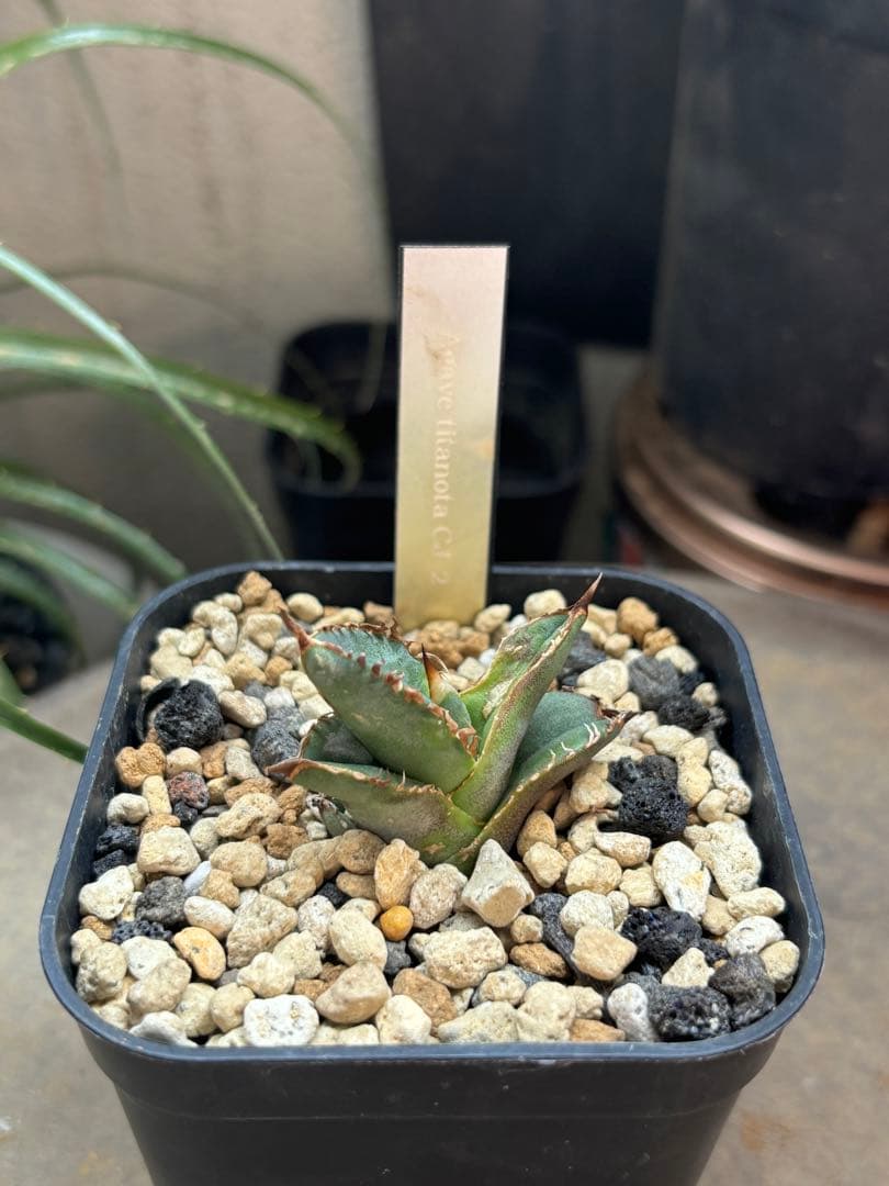 子株・発根済み】アガベチタノタ CJ2 (CJアガベ) cj plants - メルカリ