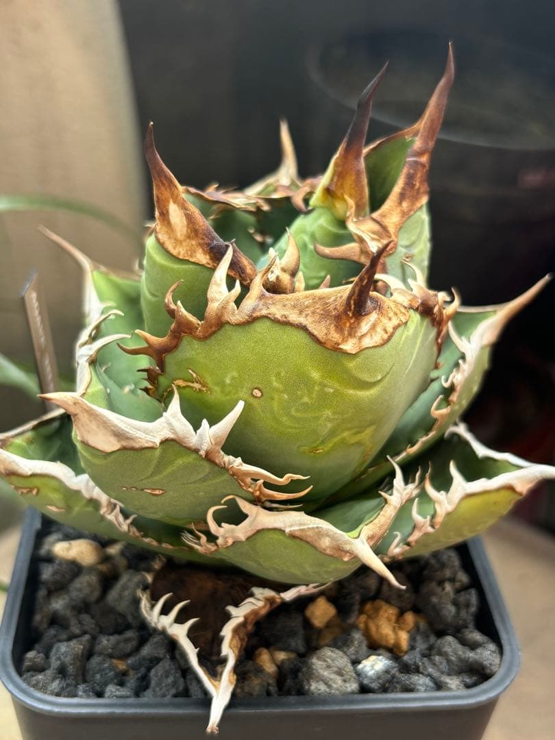 子株・発根済み】アガベチタノタ CJ2 (CJアガベ) cj plants - メルカリ