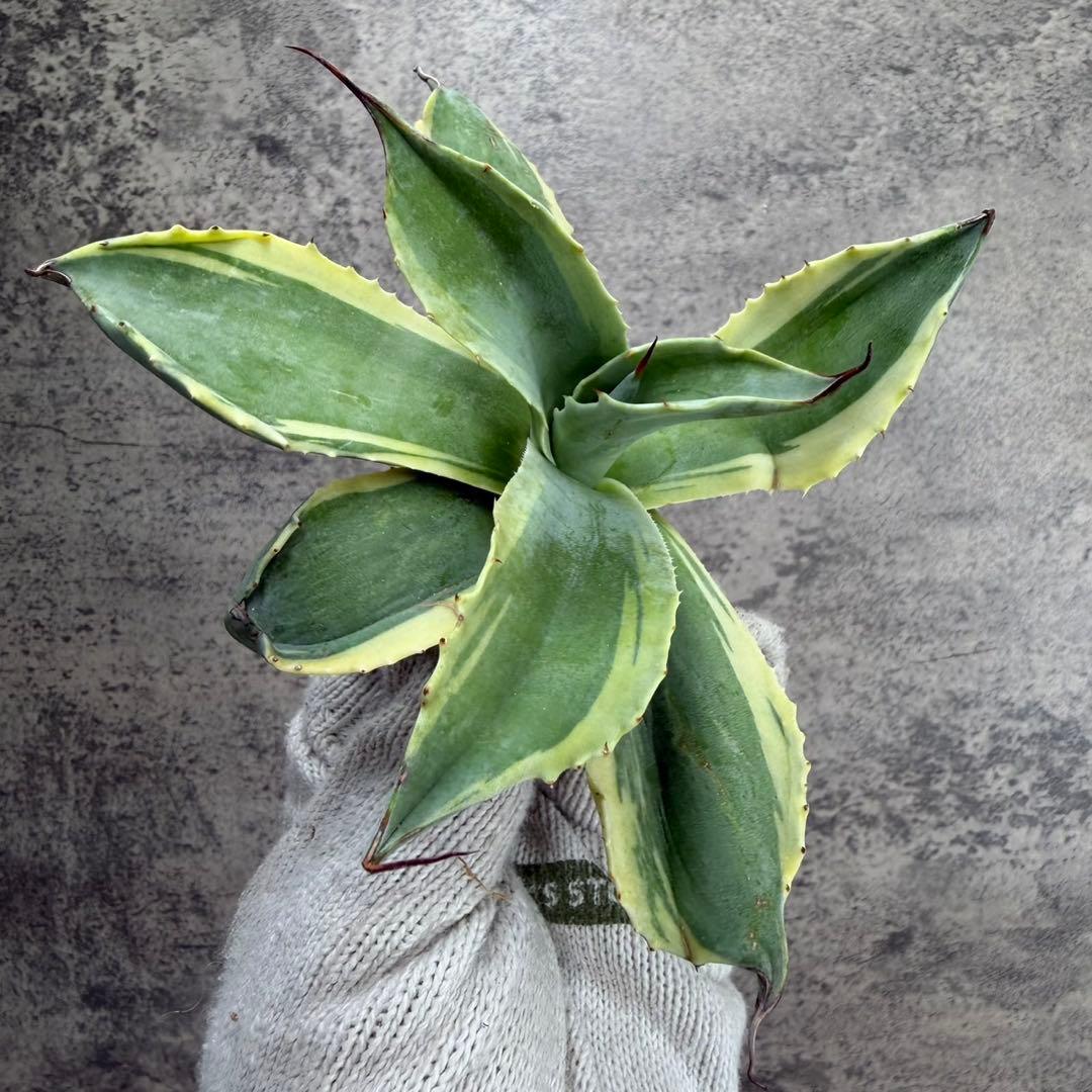 ゆ*ー様 【アガベ オバティフォリア“オルカ”】地植え/-18℃まで/極上　L2