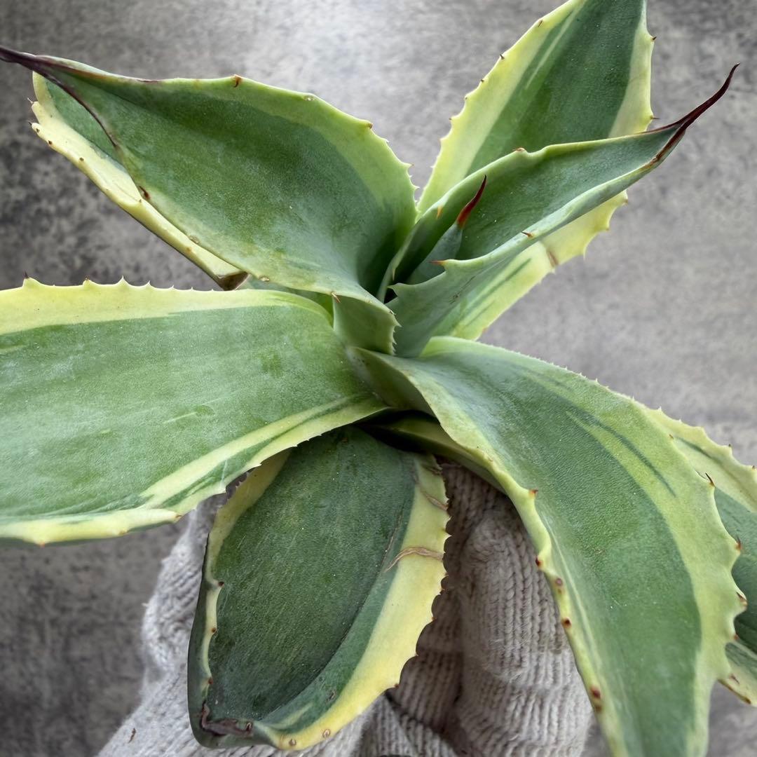 ゆ*ー様 【アガベ オバティフォリア“オルカ”】地植え/-18℃まで/極上　L2