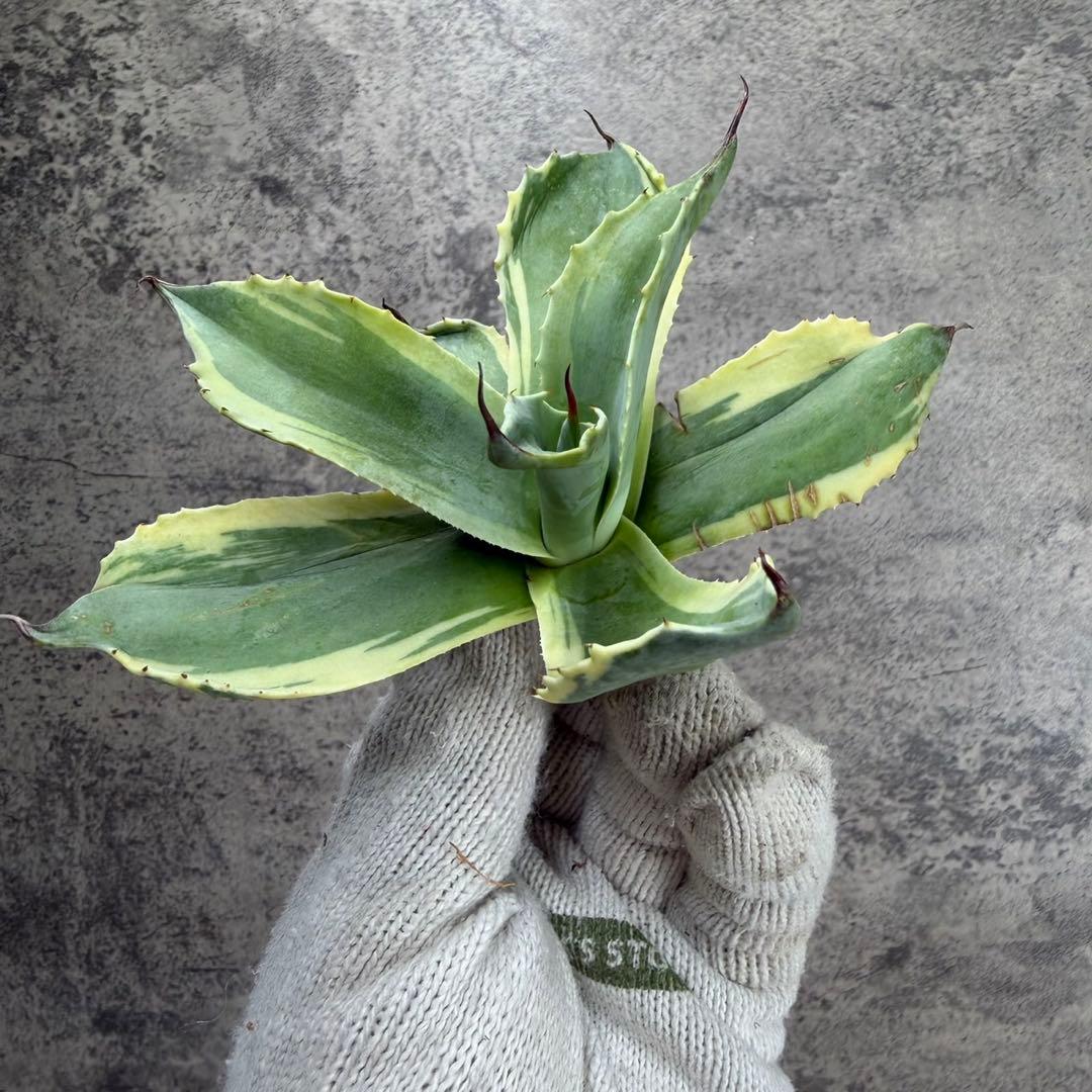 ゆ*ー様 【アガベ オバティフォリア“オルカ”】地植え/-18℃まで/極上　L2