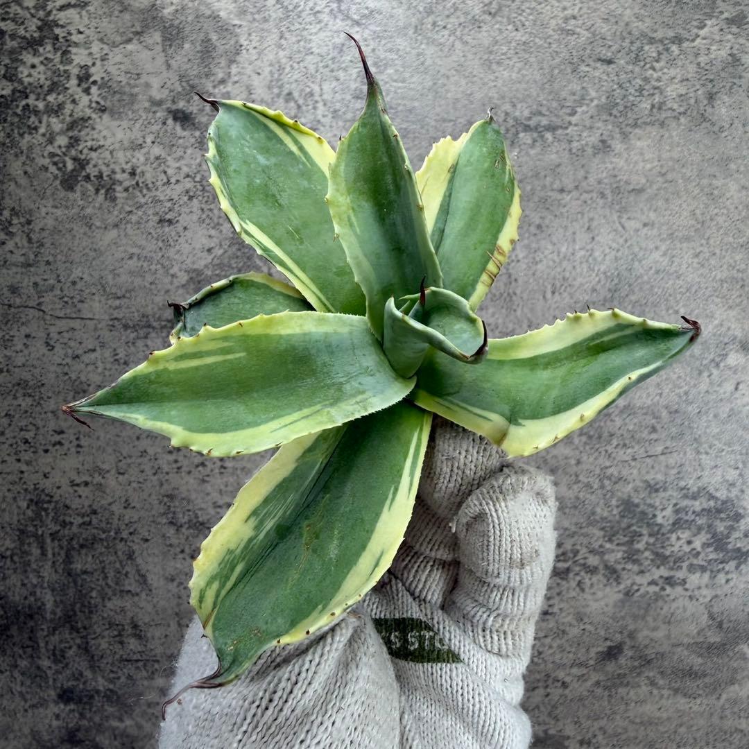 ゆ*ー様 【アガベ オバティフォリア“オルカ”】地植え/-18℃まで/極上　L2