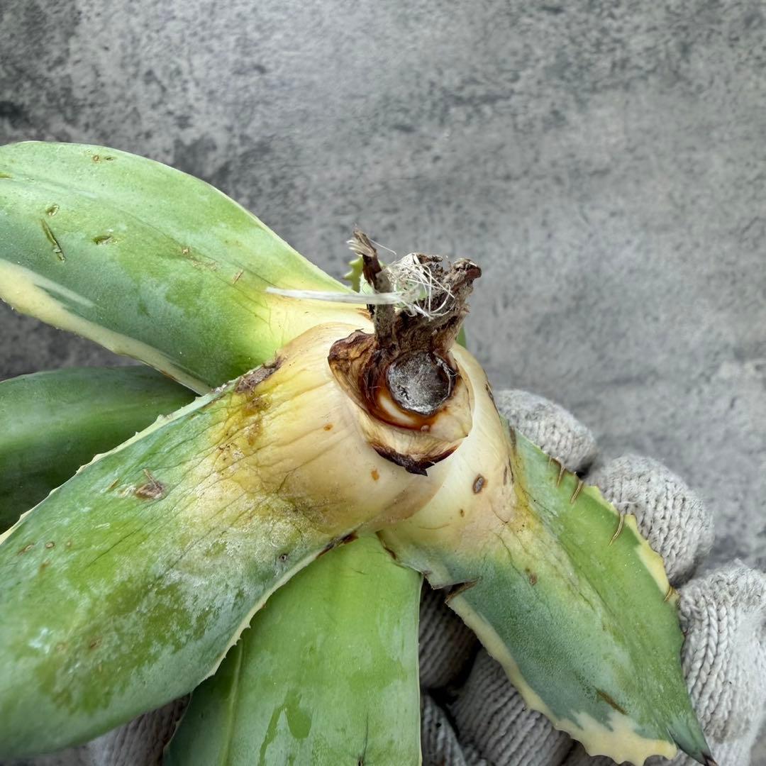 ゆ*ー様 【アガベ オバティフォリア“オルカ”】地植え/-18℃まで/極上　L2