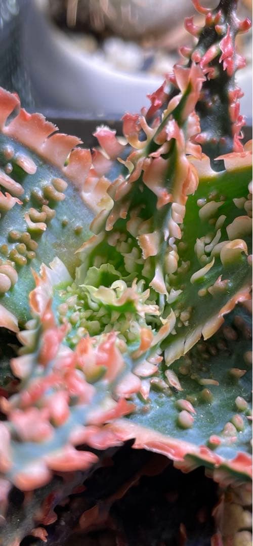 アロエ TCT ハイブリッド - メルカリ