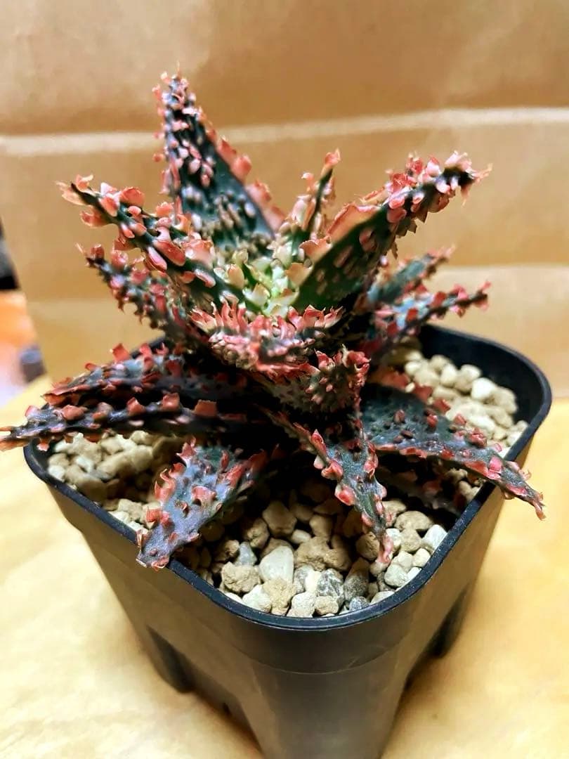 アロエ TCT ハイブリッド - メルカリ