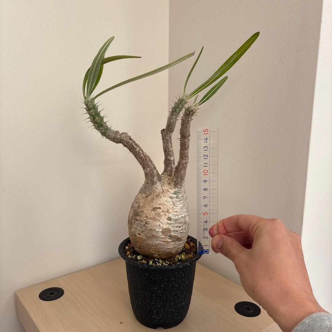 ［最終お値下げ］グラキリス　現地球　発根済み