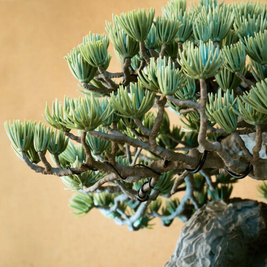 NEIGHBORHOOD盆栽ネイバーフッドWTAPS tradmans