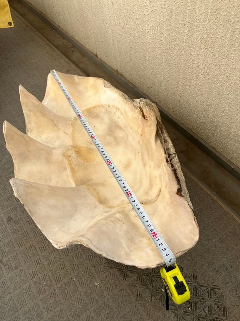 特大シャコガイ 70オーバー希少品 直接引き取り限定