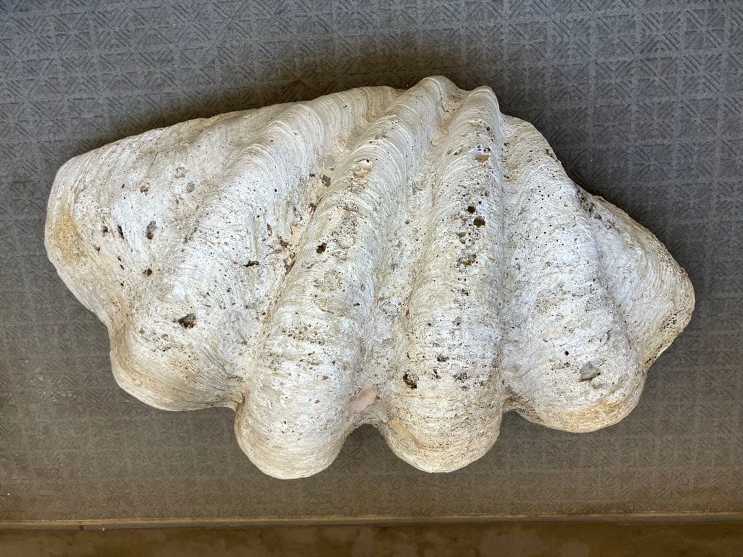 特大シャコガイ 70オーバー希少品 直接引き取り限定