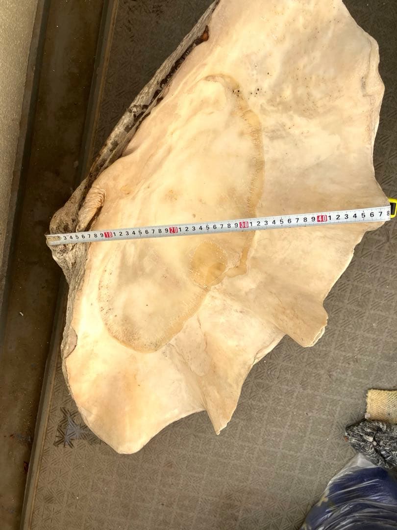 特大シャコガイ 70オーバー希少品 直接引き取り限定