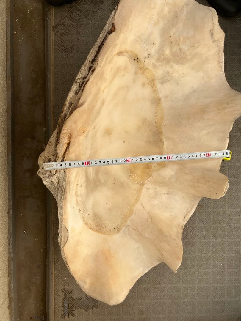 特大シャコガイ 70オーバー希少品 直接引き取り限定