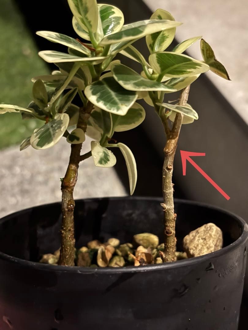 斑入り パンダガジュマル 接木 希少 実生 実生接木 パンダガジュマル