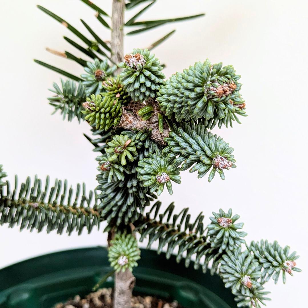 abies pinsapo もみの木 スペインモミ オンライン 苗 矮性