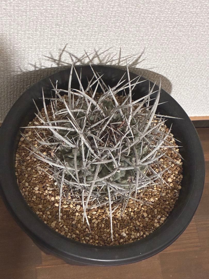 サボテン テロカクタス 鶴巣丸、ギムノカリキウム フェロシオール