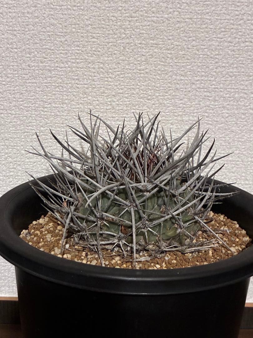 サボテン テロカクタス 鶴巣丸、ギムノカリキウム フェロシオール