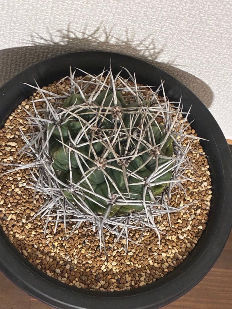 サボテン テロカクタス 鶴巣丸、ギムノカリキウム フェロシオール