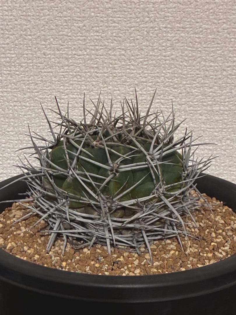 サボテン テロカクタス 鶴巣丸、ギムノカリキウム フェロシオール