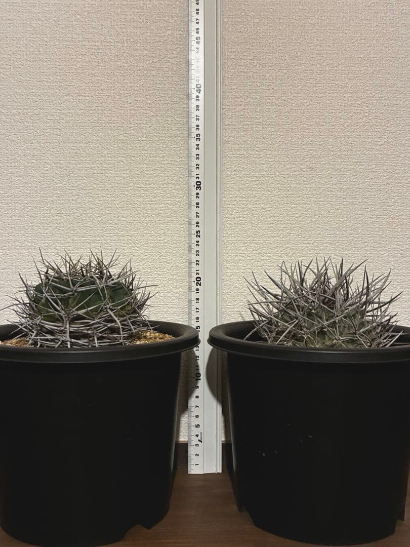 サボテン テロカクタス 鶴巣丸、ギムノカリキウム フェロシオール