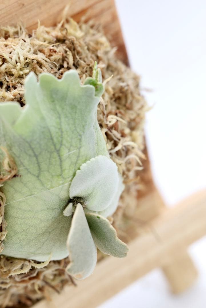 ビカクシダ P.Willincky Gabriel