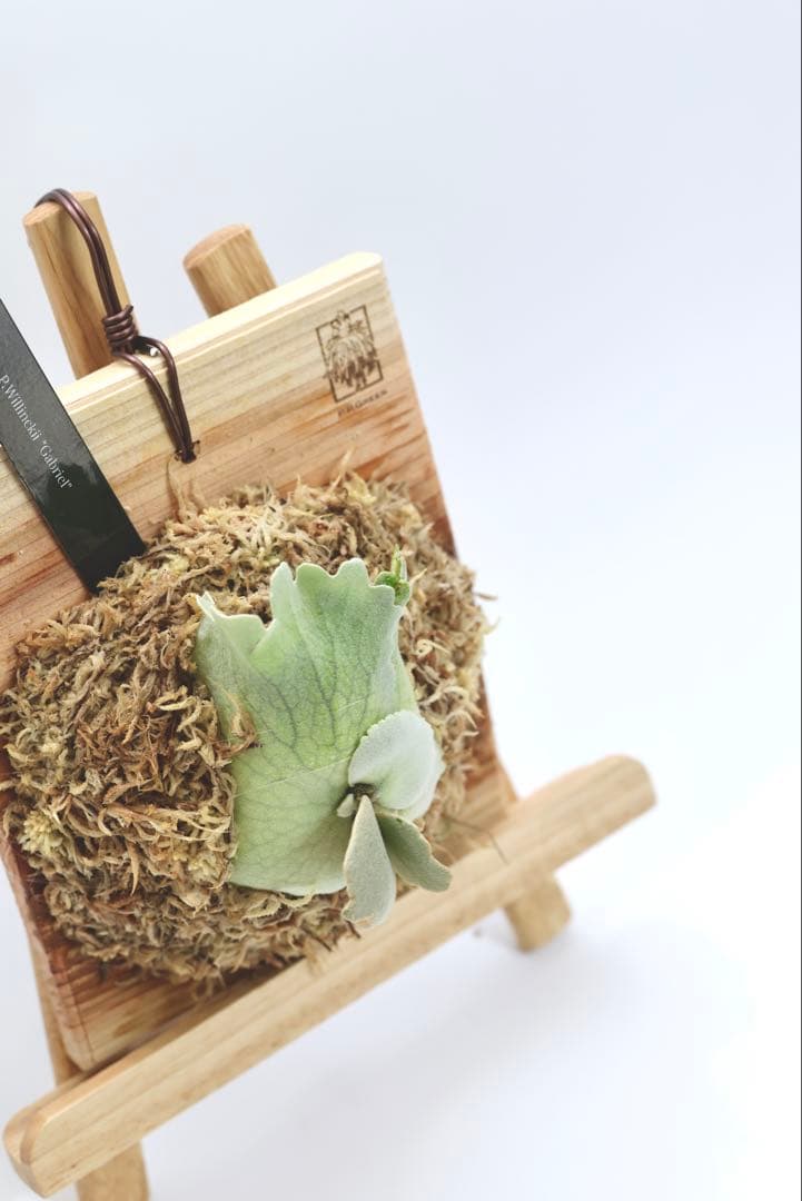 ビカクシダ P.Willincky Gabriel