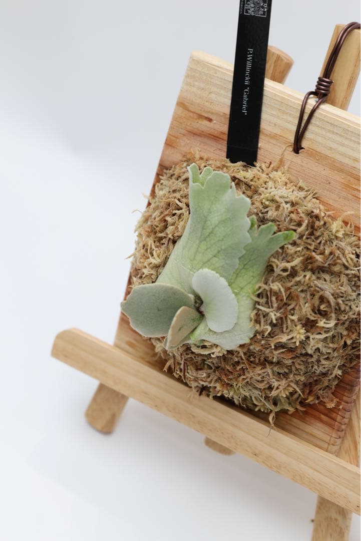 ビカクシダ P.Willincky Gabriel