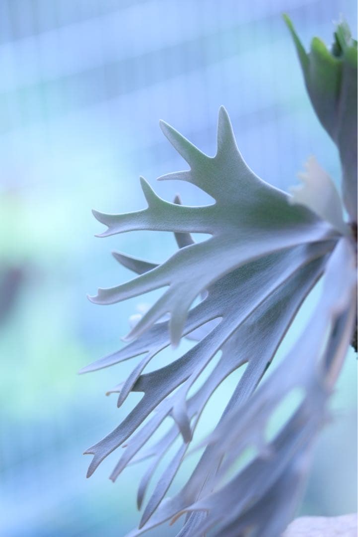 ビカクシダ P.Willincky Gabriel