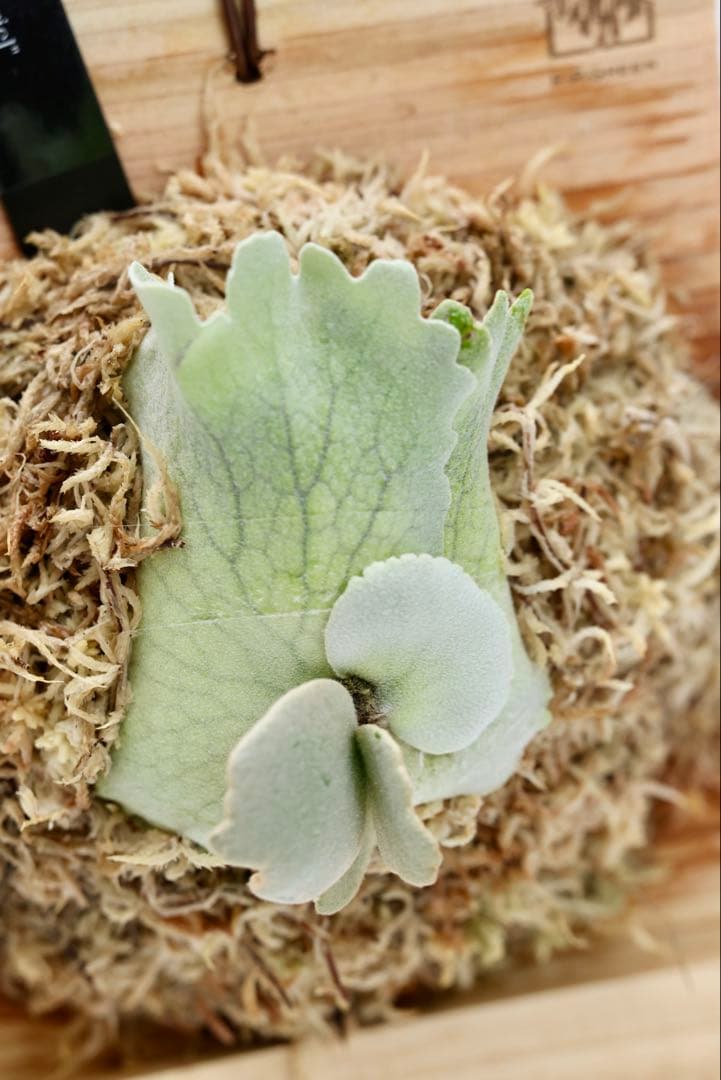 ビカクシダ P.Willincky Gabriel