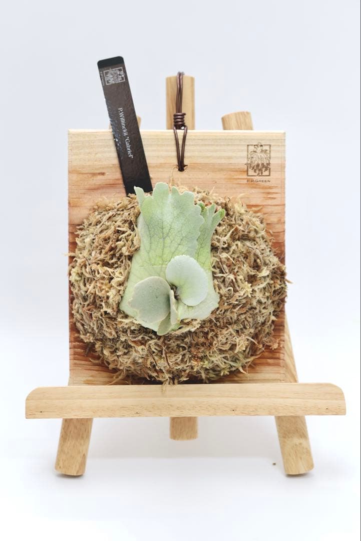 ビカクシダ P.Willincky Gabriel