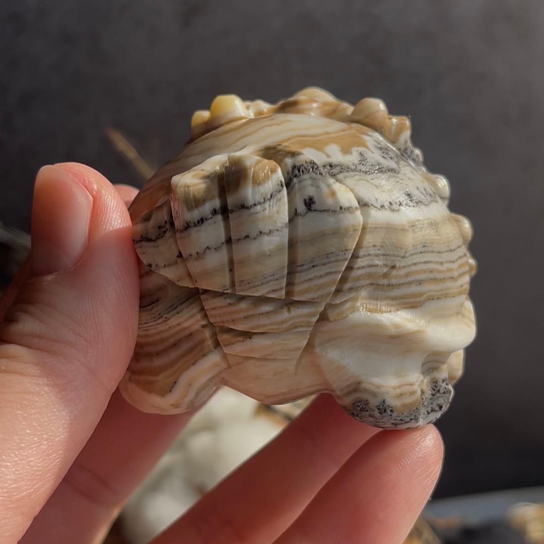 デンドリ カルサイト ロングイ 龍亀