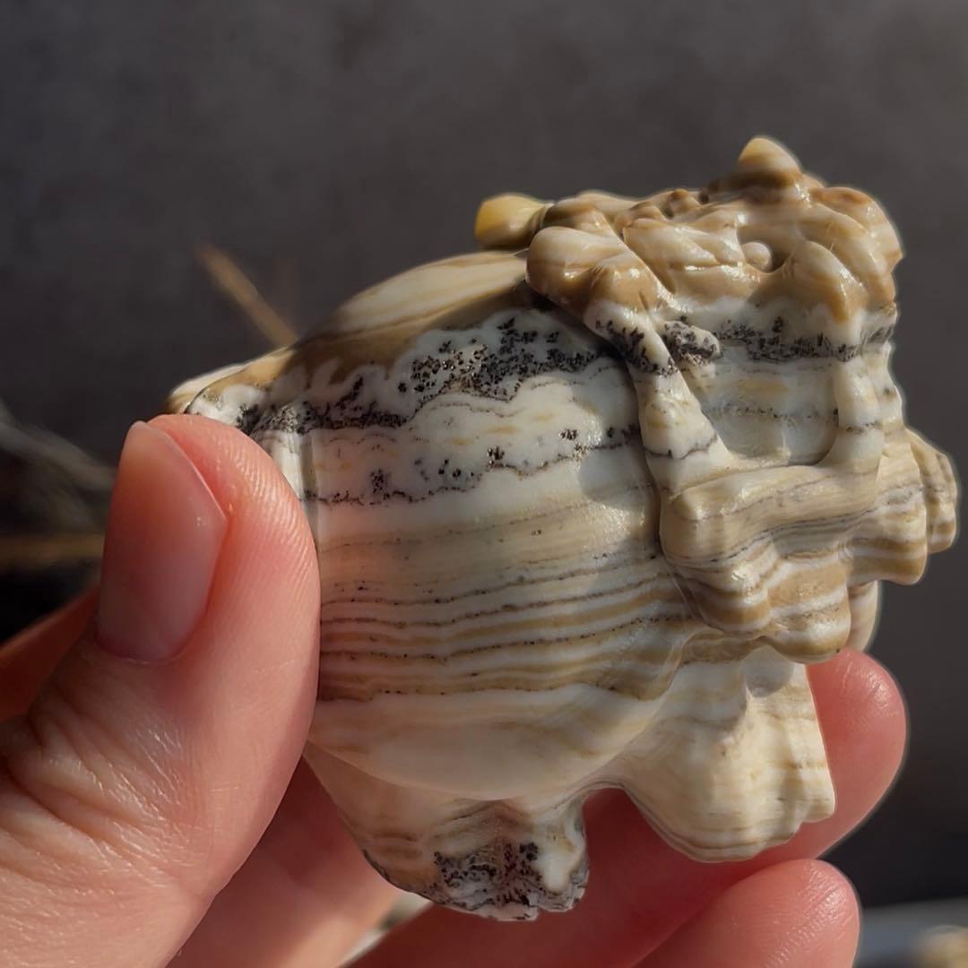 デンドリ カルサイト ロングイ 龍亀