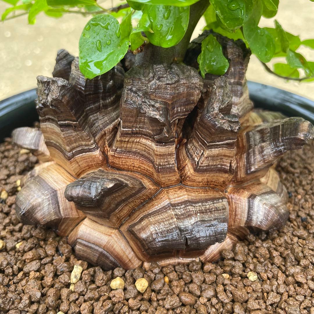 亀甲竜　7号鉢　希少　塊根植物