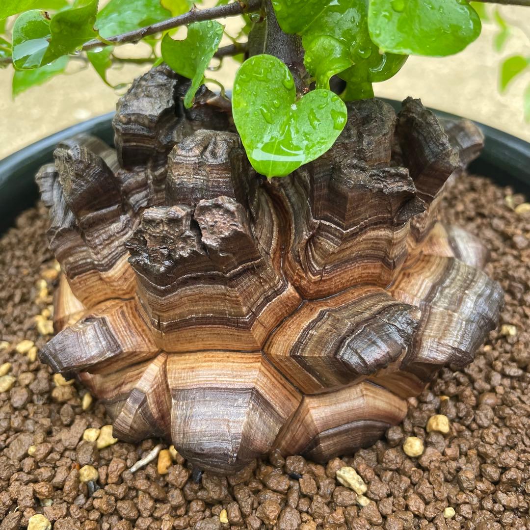 亀甲竜　7号鉢　希少　塊根植物