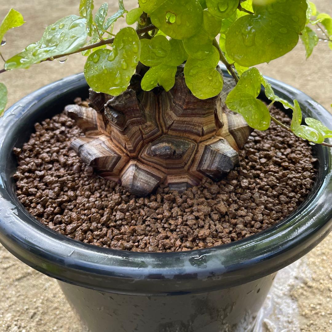 亀甲竜　7号鉢　希少　塊根植物